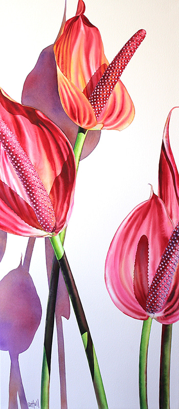 Anthuriums II by Pat Hall | Lethbridge Gallery